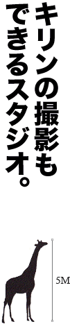 キリンの撮影も出来るスタジオ